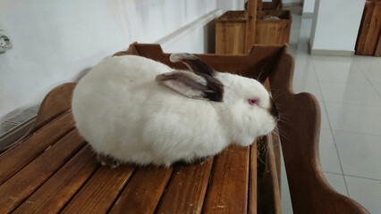 Checkered Rabbit on a Wooden Bench