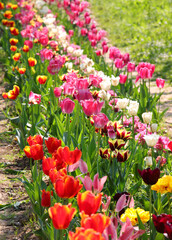 flowered flowerbeds in spring with many tulip flowers of varied colors for sale in the floriculture farm - 783597899