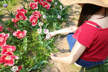 girl in blue jeans and wide straw hat picking blooming tulips in outdoor flower farm - 783598065