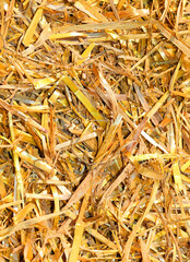 detail of background of dry yellow hay and straw in a farm - 783598067