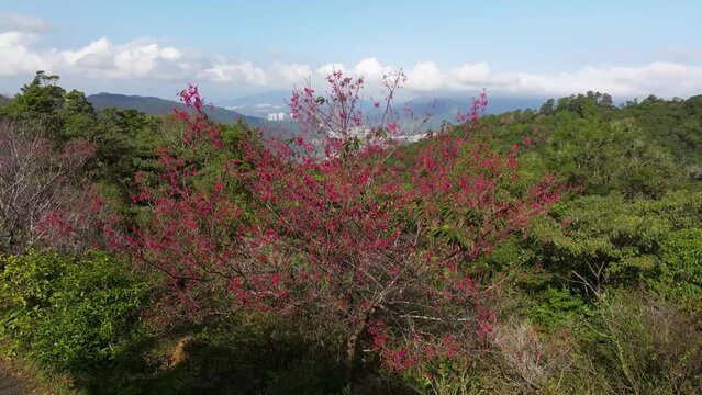 Plum blossoms in Kadoorie Farm