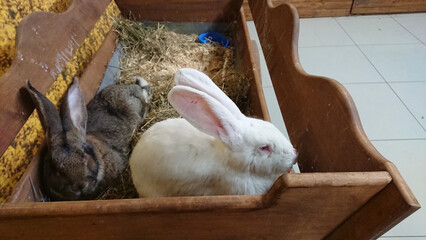 White and Grey Rabbits Sharing Hutch Space