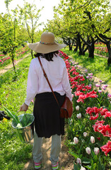woman in a straw hat picking tulips in a beautiful park in spring - 783598297