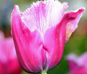 Purple Tulip  flower bloomed in the flowerbed symbol of the Netherlands - 783598496