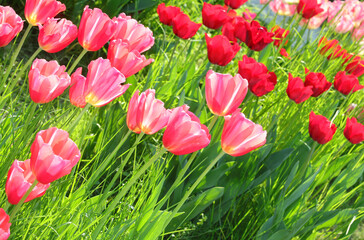 background of tulip flowers of various colors blooming in the spring symbol of the Netherlands - 783598674