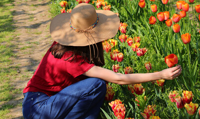 Young girl with wide  straw boater hat in the field of Tulips flowers in spring - 783598688