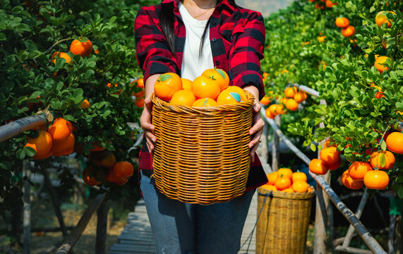 Gardener oranges fresh in mandarin orange plantation