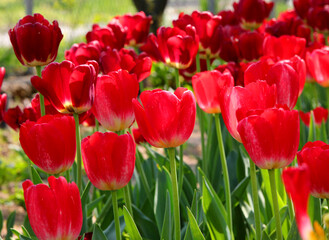 red tulips blossomed in spring symbol of the Netherlands and Holland in general in the flowerbed - 783598815
