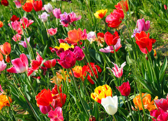 background of tulip flowers of various colors blooming in the spring symbol of the Netherlands - 783598833