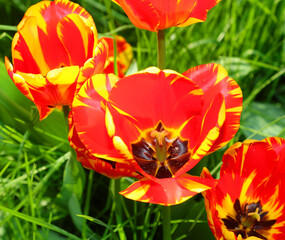Red and yellow Tulips  flowers bloomed in the flowerbed in Spring - 783598858