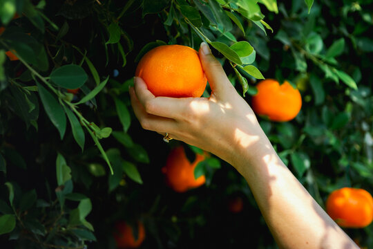 Gardener Oranges fresh in mandarin orange plantation