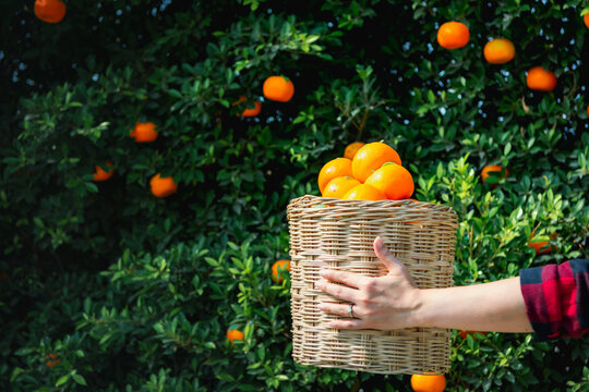 Gardener oranges fresh in mandarin orange plantation