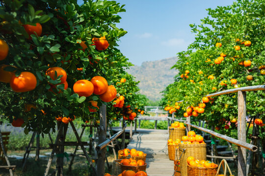 Oranges fresh in mandarin orange plantation