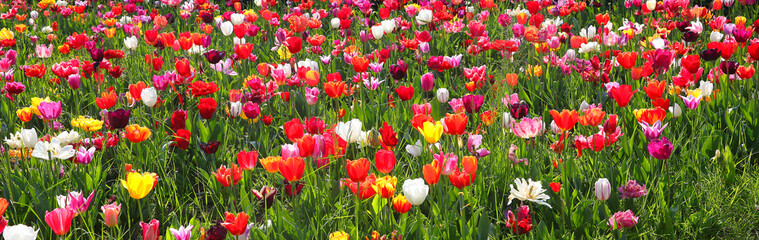 background of tulip flowers of various colors blooming in the spring symbol of the Netherlands - 783599057