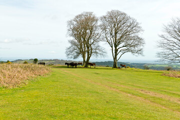 Wild ponies at the Seven Sisters copse on Cothelstone Hill, Quantock Hills, Somerset, England