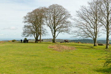 Wild ponies at the Seven Sisters copse on Cothelstone Hill, Quantock Hills, Somerset, England