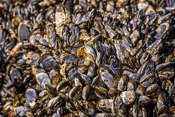 Wild Blue Mussels (Mytilus Edulis) on the rocks. 