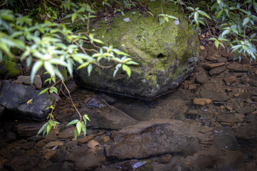 Lovely corner by the riverside, stone full of moss hidden in the leafs, and water flowing gently, foreground out of focus in purpose, in Nuandong Valley, Keelung city, Taiwan.