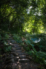 Stone trail pass through the forest, and sunlight shines between leafs, in Bengshankeng historical...
