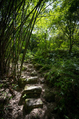 Trail pass by the beautiful bamboos,and sunlight shines between leafs, in Bengshankeng historical trail, New Taipei City, Taiwan.