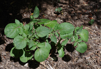 Potato plant in a home garden
