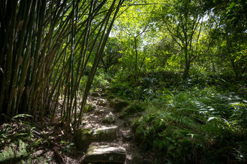 Trail pass by the beautiful bamboos,and sunlight shines between leafs, in Bengshankeng historical trail, New Taipei City, Taiwan.