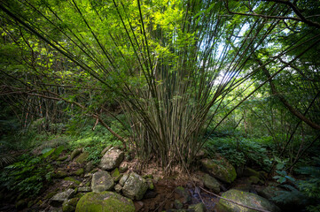 A giant bamboo growing nearby the river, in Bengshankeng historical trail, New Taipei City, Taiwan.