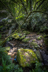 Lovely scene of a river corner, beautiful rocks full of moss lay down on the river, hidden in the...