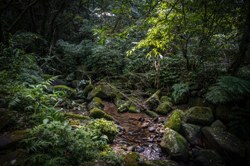 Fototapeta na wymiar Lovely scene of a river corner, beautiful rocks full of moss lay down on the river, hidden in the forest, and sunlight shines between leafs, in Bengshankeng historical trail, New Taipei City, Taiwan.