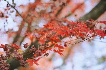 단풍나무, 단풍