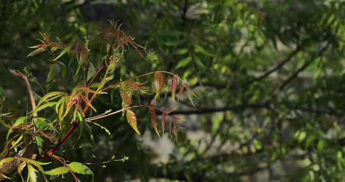 Neem tree branch, leaves. Azadirachta indica. Margosa. Nim tree. Indian lilac. 