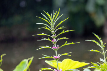 Fototapeta premium A medicinal herb known as honeyweed, Siberian motherwort, Chinese motherwort, and marihuanilla. It is used in traditional medicine to treat diabetes, menstrual irregularities, and bronchitis.