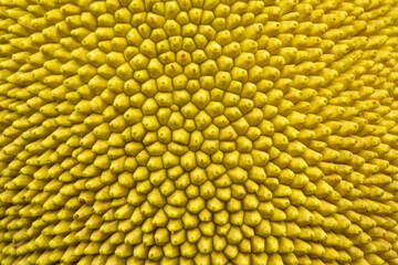Jackfruit texture closeup. Abstract nature background.