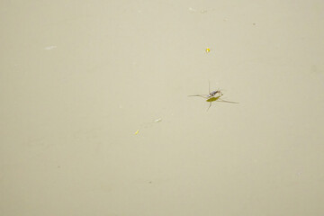 Common water strider floating on the pond. Its scientific name is Aquarius remigis, which is a species of aquatic bug. 