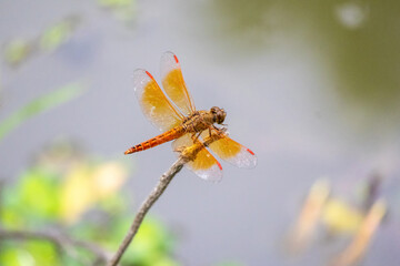 Beautiful orange dragonfly sitting on a dry tree branch with blurred background. Dragonflies are flying insects. They have two pairs of strong, transparent wings, large eyes, and elongated bodies. 