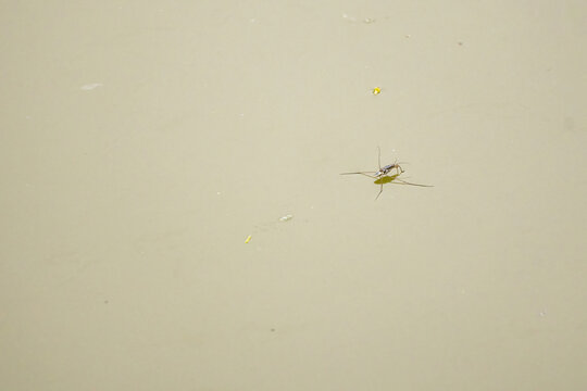 Common water strider floating on the pond. Its scientific name is Aquarius remigis, which is a species of aquatic bug. 