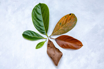 Leaves of different ages of jackfruit tree arranged in a circle - the concept of life cycle and...