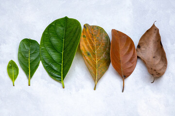 Leaves of different ages of jackfruit tree on white background. Aging and seasonal concept of...