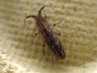 A Springtail (Orchesella villosa)