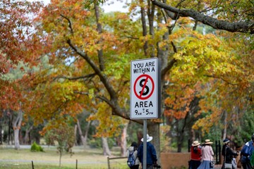 Autumn Leaves Mt Macedon Melbourne Victoria Australia 紅葉　マウントマセドン　メルボルン　ビクトリア州　オーストラリア
