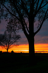 Striking image of silhouetted trees during sundown