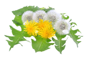 Dandelions with leaves isolated on white background..Top view, flat lay, copy space..
