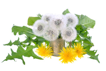 Dandelions with leaves isolated on white background..Top view, flat lay, copy space..