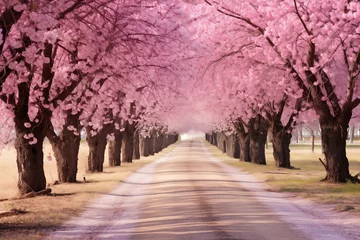 Keuken foto achterwand A peaceful country road lined with blooming cherry blossoms © The Origin 33