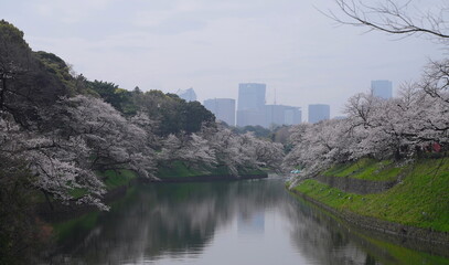 日本、東京の皇居のお堀、千鳥ヶ淵の桜の花
