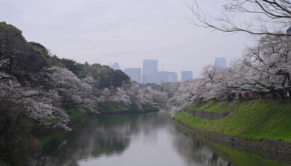 日本、東京の皇居のお堀、千鳥ヶ淵の桜の花
