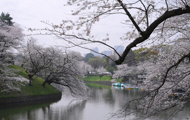 日本、東京の皇居のお堀、千鳥ヶ淵の桜の花
