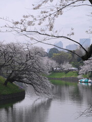 日本、東京の皇居のお堀、千鳥ヶ淵の桜の花
