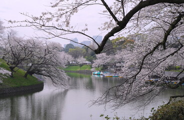 日本、東京の皇居のお堀、千鳥ヶ淵の桜の花