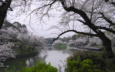 日本、東京の皇居のお堀、千鳥ヶ淵の桜の花